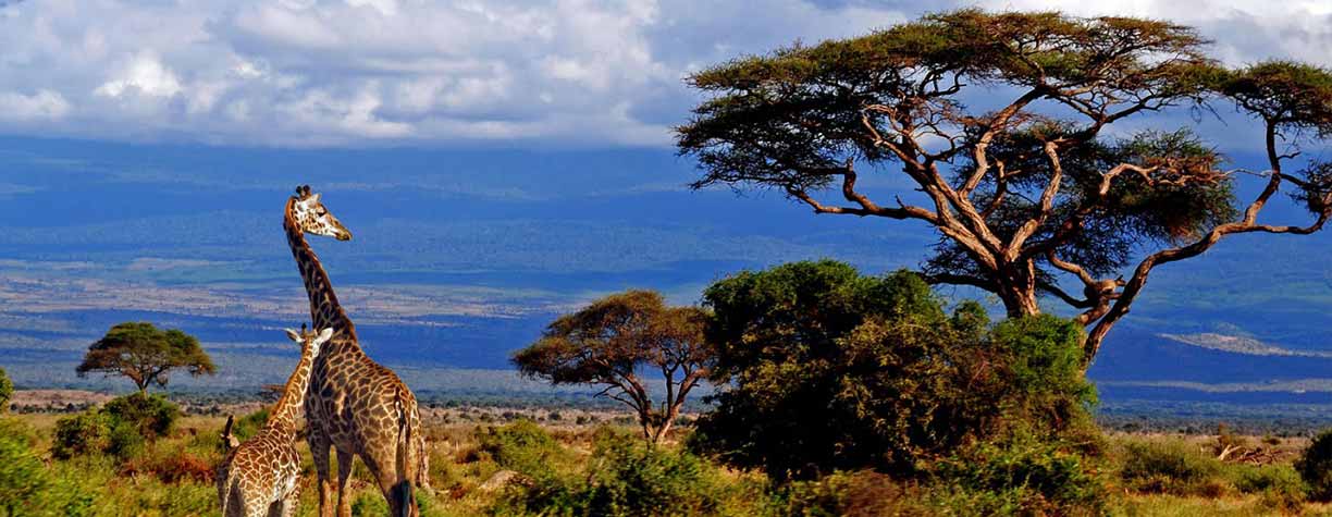 The Best Time for a Tanzanian Safari