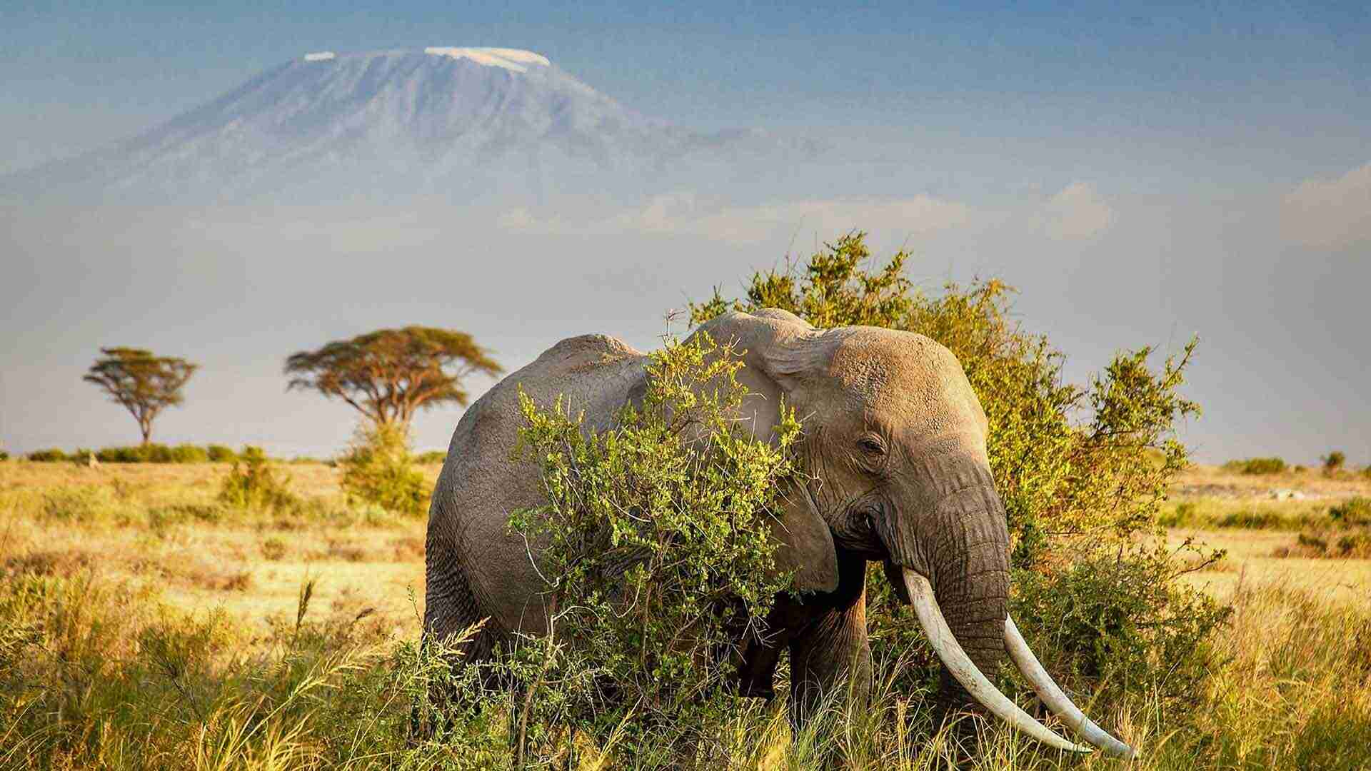 kilimanjaro-mountain-with-elaphant-under-the-tree-eating-grass