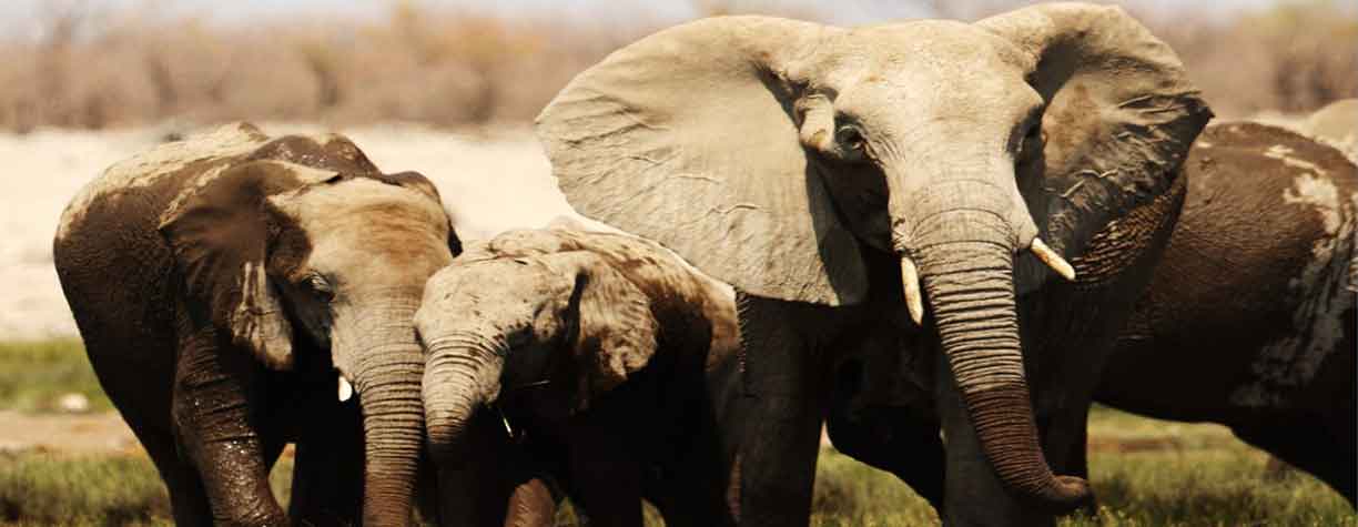 Tarangire National Park Elaphant Herd