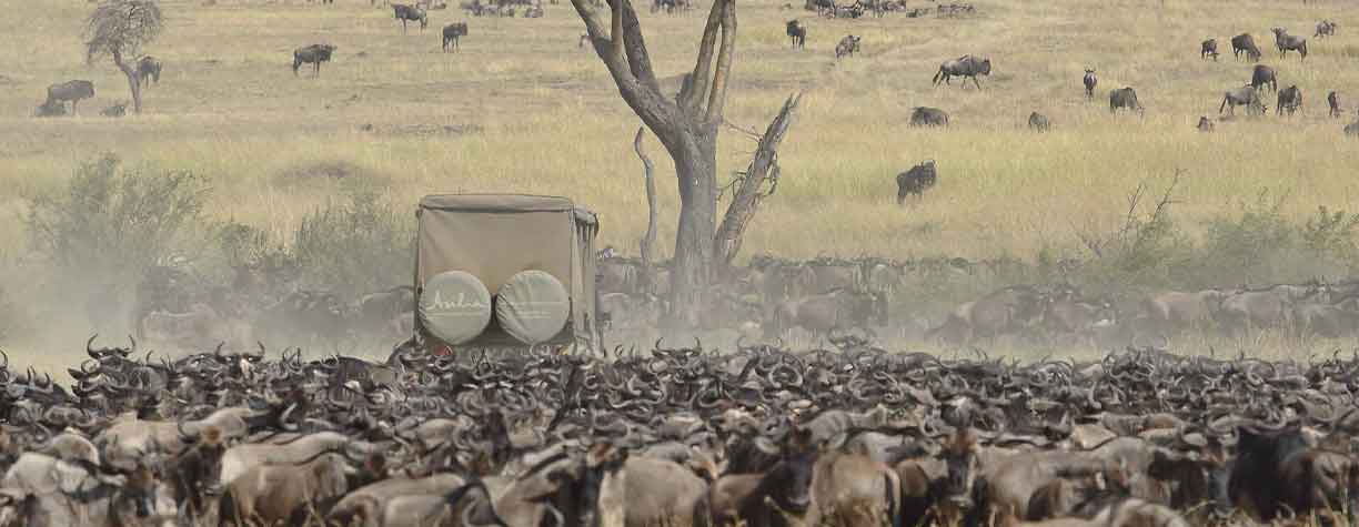 Serengeti National Park Wilder beast